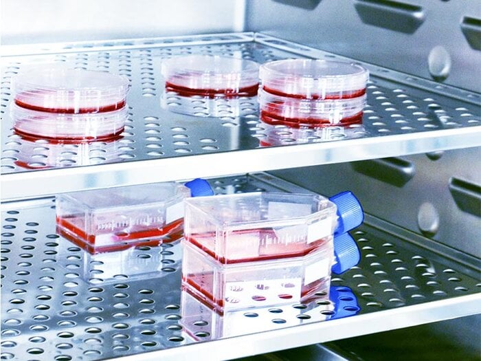 Cell culture dishes and flasks in a CO2-incubator.