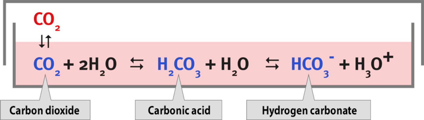 binder-gmbh-the-ph-value-is-a-key-factor-in-cell-and-tissue-cultures